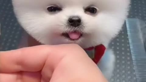 Tranding dog video