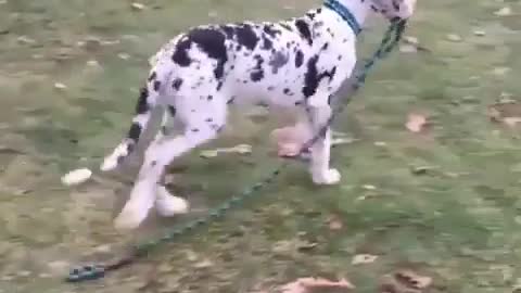 Great Dane Video 24