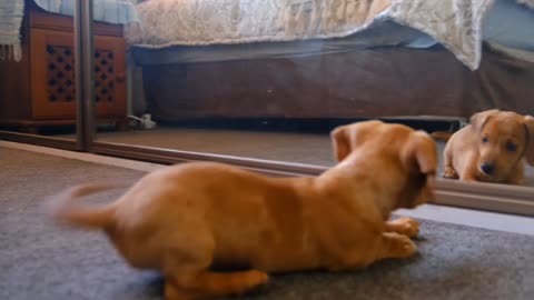 Puppy fighting with his own reflection in the mirror !