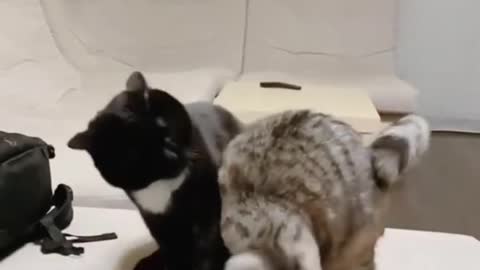 Борцуха🦾 cat wrestler