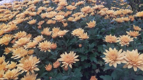 Yellow chrysanthemums