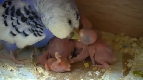 Watch 5 baby budgies growing day by day1