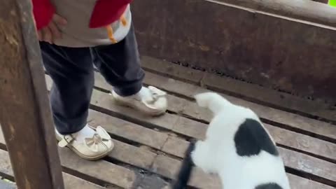 Cute baby goat playing