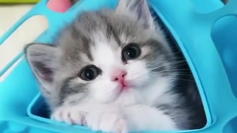 Superrrr Cute Kitty Yawning in Blue Bed!