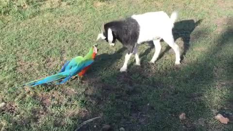 Parrot shows energetic baby goat who's boss!