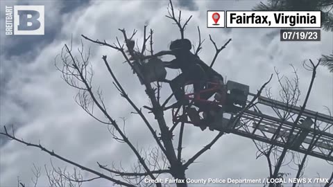 AVIAN ASSISTANCE: Fairfax Firefighters Rescue INJURED OSPREY