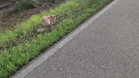 Homeless cat sits by the road and waits for help