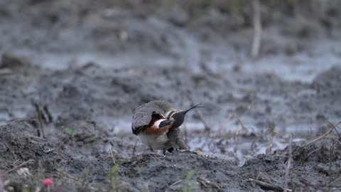 Little Duck, Fengtou Rice Duck, Tsuchidou Bird, Tageri, Northern Lapwing (Vanellus vanellus) 288