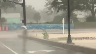 Seagulls Struggle with Hurricane Ida