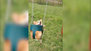 Cute corgi on the swing