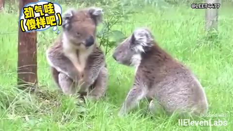 Animal World Funny English Voiceover The Love Story of Koalas!