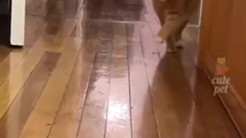 Funny Cat