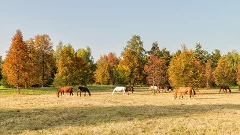 10 MINUTES of BEAUTIFUL FALL HORSES | BEST Relax Music, Meditation, Stress Relief, Calm | TVM