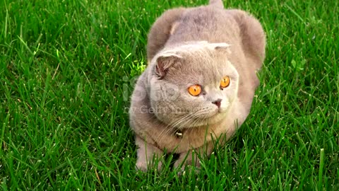 Funny persian gray cat with orange eyes