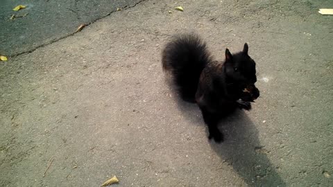 Feeding and petting a friendly black squirrel