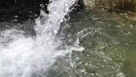 Trout Swims Against Current Through Flowing Water