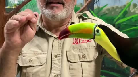 This keel billed toucan might be pretty 🤩 but don’t let it fool you it’s an Omnivore 🍖 🌱