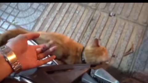 #Funny Cat Jump #Cat new funny