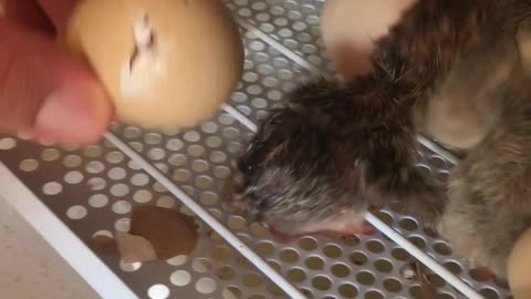 Baby Chick Needs A Hand