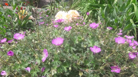 Geranium and roses