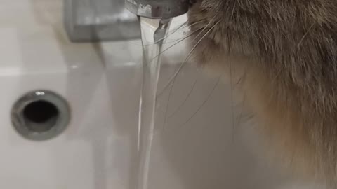 Cute cat drinks water from the water tap😊