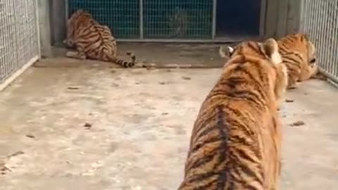 Funny Tiger Eat Food #Short