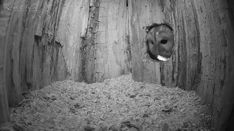 Tawny Owl Luna's Tragic Loss Has a Happy Ending🦉