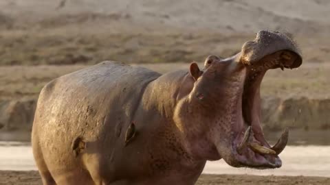 Baby Hippo Crushed Between the Croc's Jaws