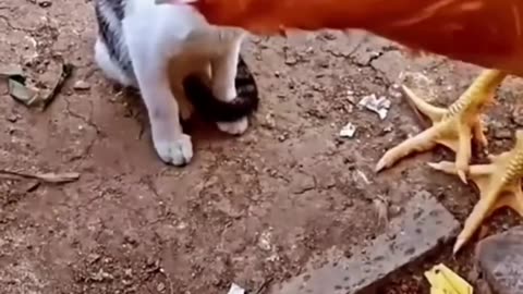 CAT VS CHICKEN