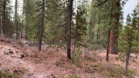 Classic Pine Forest Hiking – Central Oregon – Edison Sno-Park – 4K