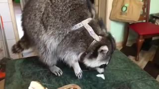 Raccoon with Ukrainian “Salo”