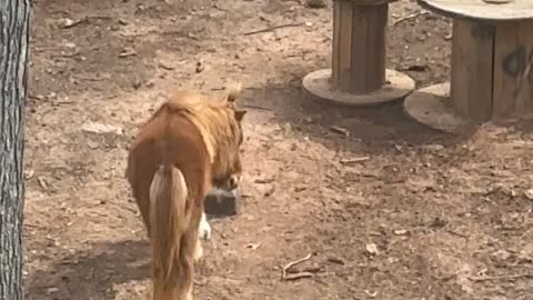 Girl Shares Hair Tie With Pony