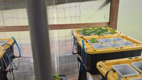 Greenhouse Startup - Spring 2024