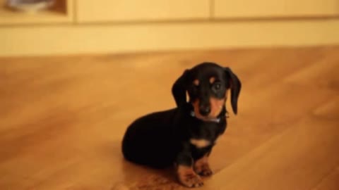 These Tiny Puppies Will Change Your Day!