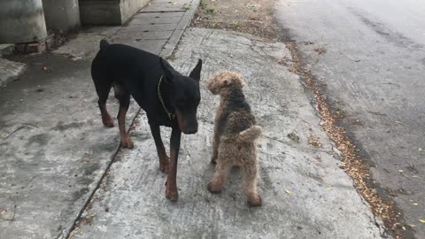 POTUS Welsh Terrier Checks on His Secret Service Dog