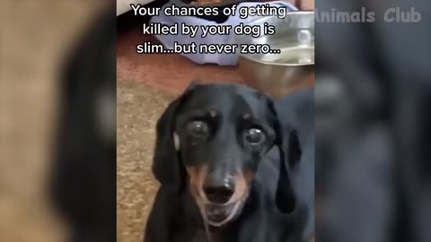 Animal Antics: Hilarious Videos of Our Furry (and Feathered) Friends"?