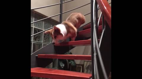 Corgi goes downstairs