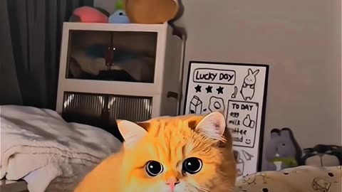 Cat fanniy video