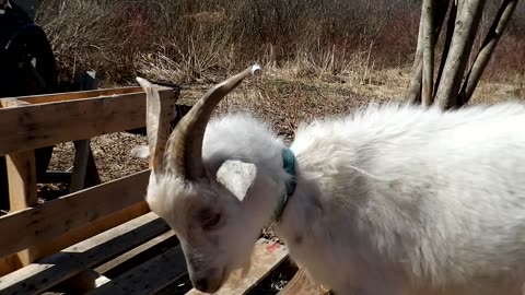 Flock it Farm: Untangling Weed the goat