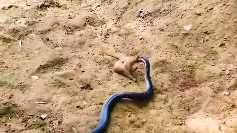 Wild animals fighting