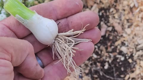 19 Vegetables to plant in August? IN ANY CLIMATE!