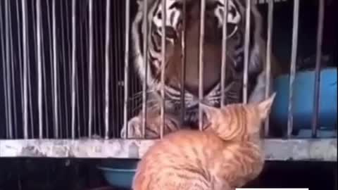 Funny brave Dog and Cat moment