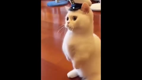 Crazy and Funny Cat