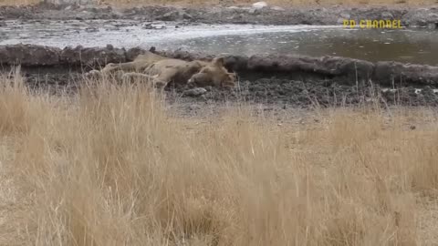 Shocking Moments When Painful Lions Are Attacked And Tortured By Africa's Deadliest Preys