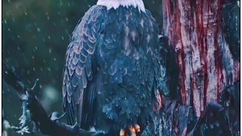 Eagle In Rain_Beautifull View