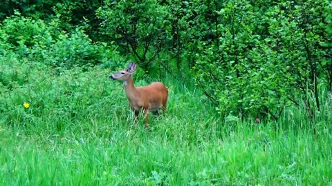 White-tailed Deer