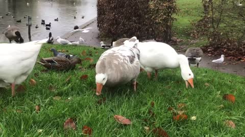 Geese are the top of the town in Chesham