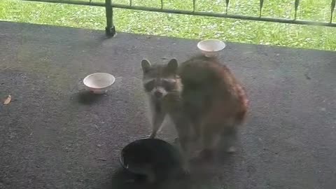 TRASH PANDA MOMMA--- BREAKFAST INTERRUPTED