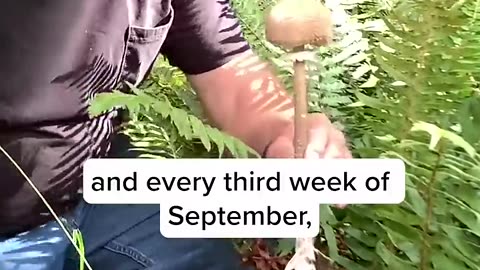 Paul Stamets with Parasol mushrooms