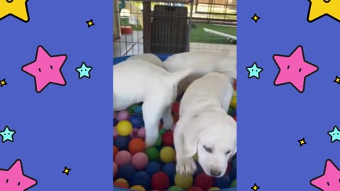 Puppies love the ball pit!! 🙌🐶🐾🥰